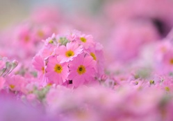 * PINK FLOWERS *