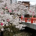 Hanami _ cherry blossom festival