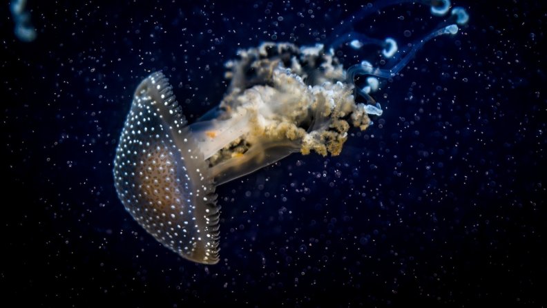 glowing_jellyfish_underwater.jpg