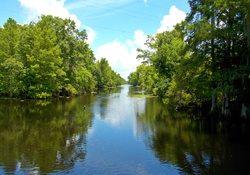 Swamp Louisiana
