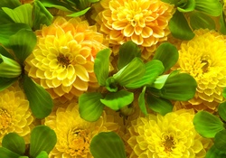 Yellow Chrysanthemuns