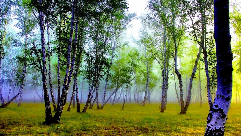 mystical birch forest hdr