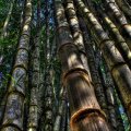 bamboo forest hdr