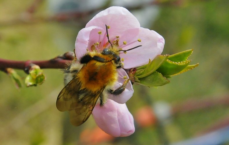 Cherry blossom bee