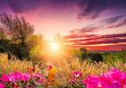 Flowered Sunrise