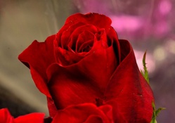 Simply Red Rose