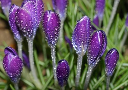 Purple drops