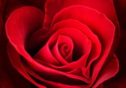 Heart Shape Red Rose
