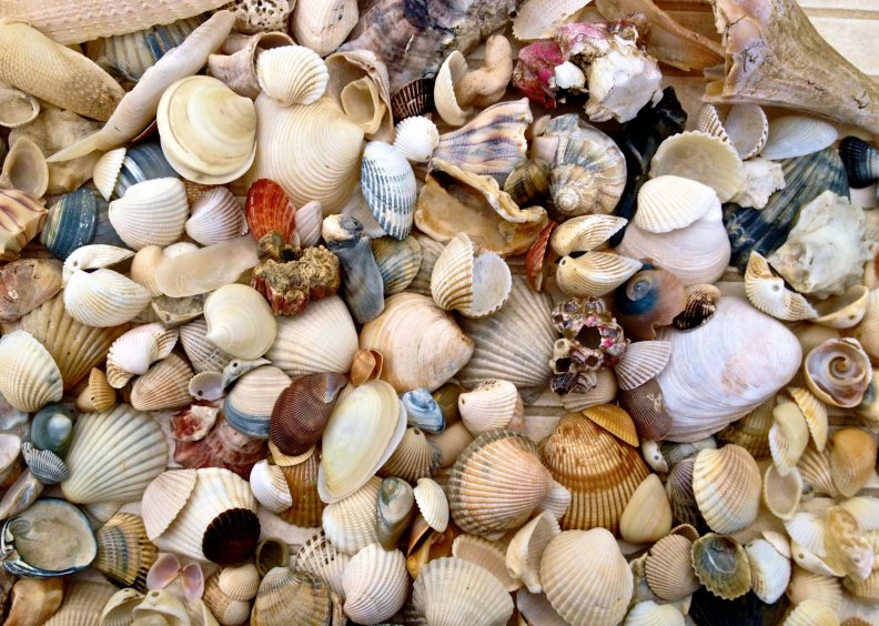 shells.jpg