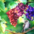 ✼In the Clump of Grapes✼