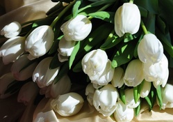 * White tulips *