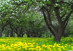 Orchard spring