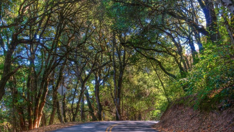 road_winding_through_a_forest_hdr.jpg