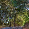 road winding through a forest hdr
