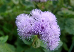 Ageratum Flower
