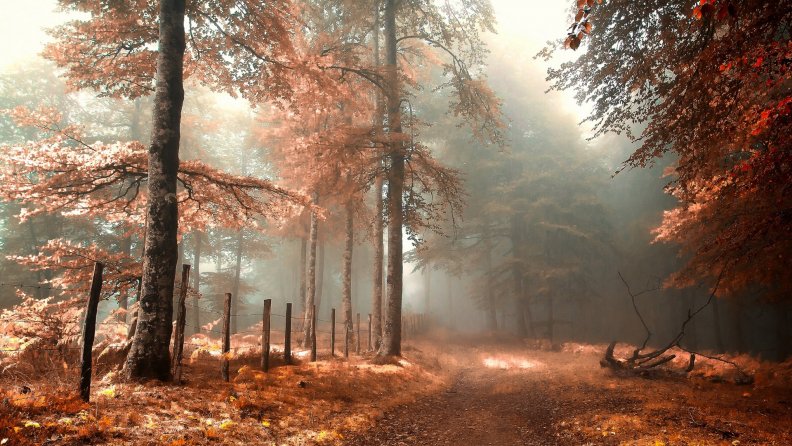 road in a mystical autumn forest