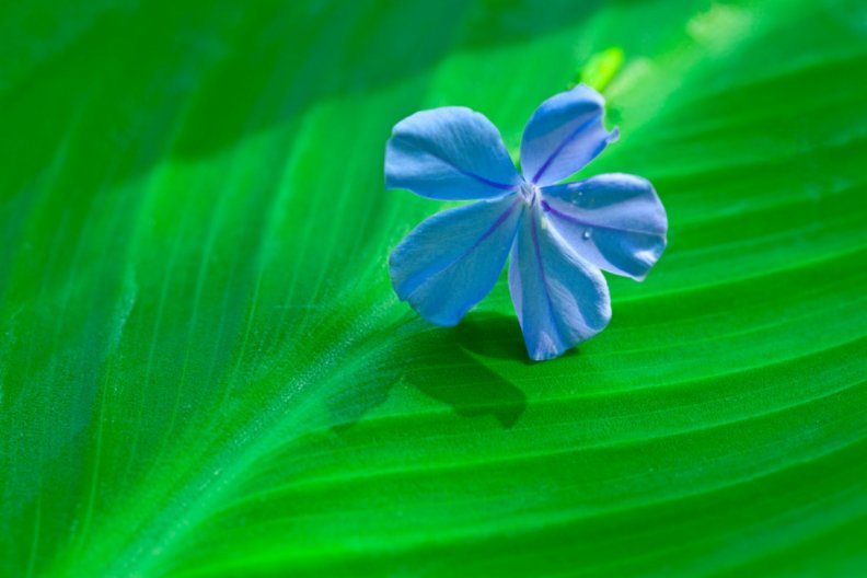 Flower on a leaf