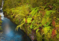 gorgeous river in pumalin park in chile
