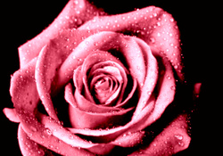 Coral Pink Open Rose
