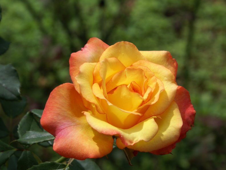 Yellow Red Rose