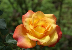 Yellow Red Rose