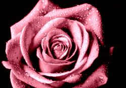 Pink Open Rose