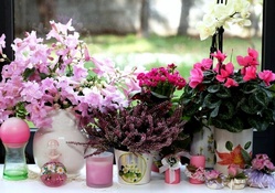 Beautiful heather, kalanchoe, orchids, flowers