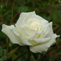 Wonderful White Rose