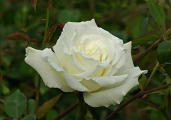 Wonderful White Rose