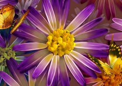 Purple Daisy Gold Butterfly