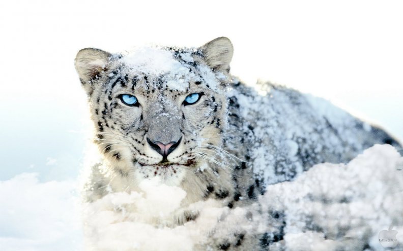 apple_mac_os_x_snow_leopard.jpg