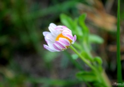 White Daisy Wildflower
