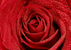 Red Open Rose