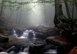forest creek in fog