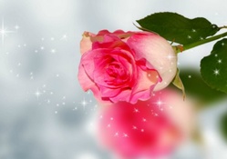 ~*~ Pink Rose ~*~