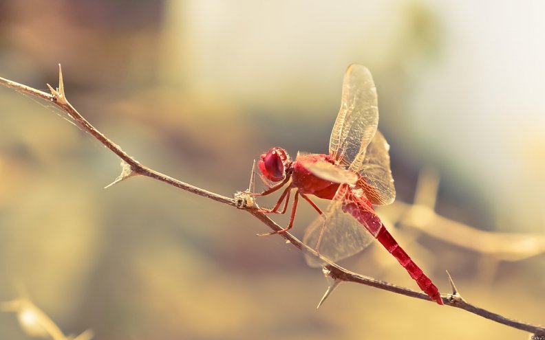 red_dragonfly.jpg
