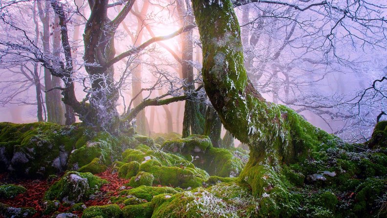 a_frosty_mist_over_a_moss_covered_forest.jpg