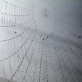 dew_covered_spiderweb.jpg