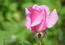 Single Pink Rose F