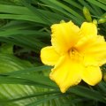 A Delightful Day Lily