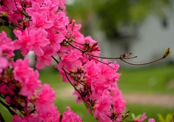 Pink Spring Scene