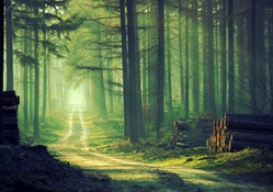 A Forest Walk