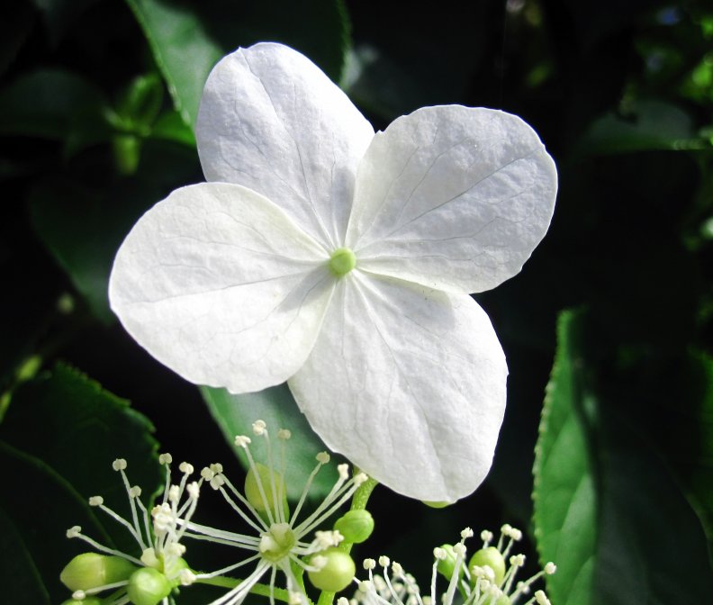white_flower.jpg