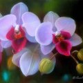 ★Orchid with Dewdrops★