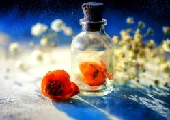 ..Flower in the Bottle..
