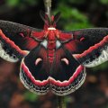 cecropia_moth.jpg