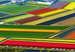 Tulip_National_Farm_Netherlands.