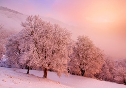 Pink Winter Day