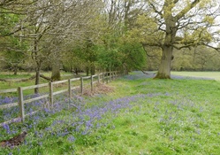 Fence and Bluebells 1