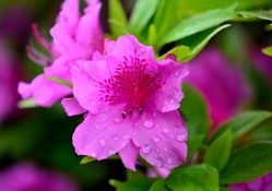 Rain Soaked Flower